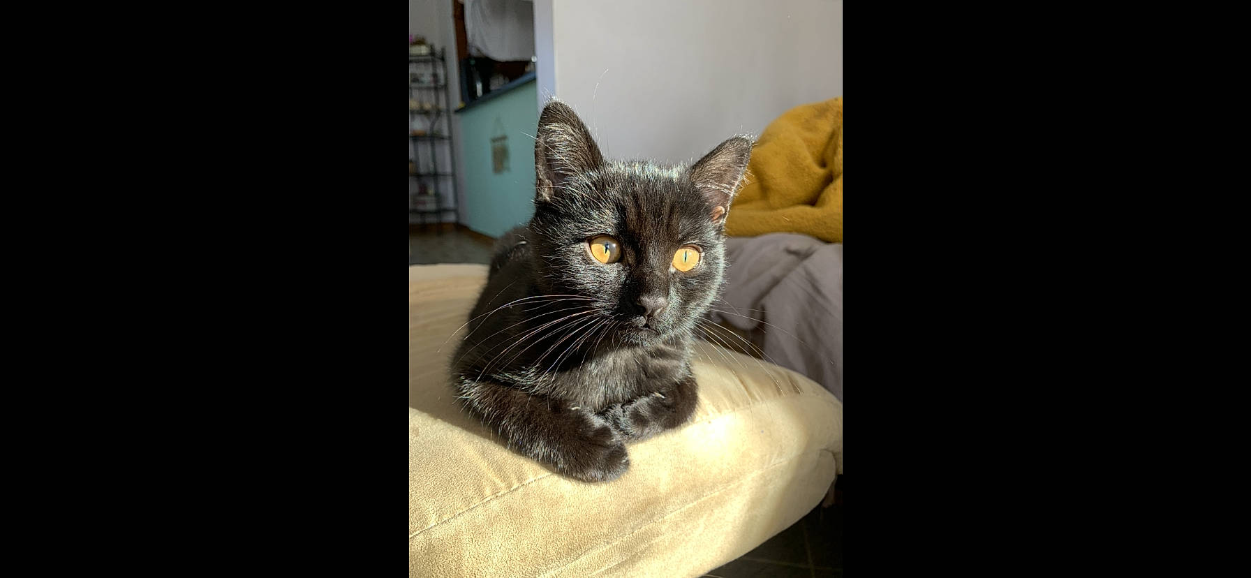 Sirius participe au concours pour gagner de l'argent avec cette photo : black_cat, carnivore, cat, comfort, domestic_short_haired_cat, eye, felidae, fur, grey, monochrome_photography, paw, room, sitting, small_to_medium_sized_cats, snout, terrestrial_animal, whiskers