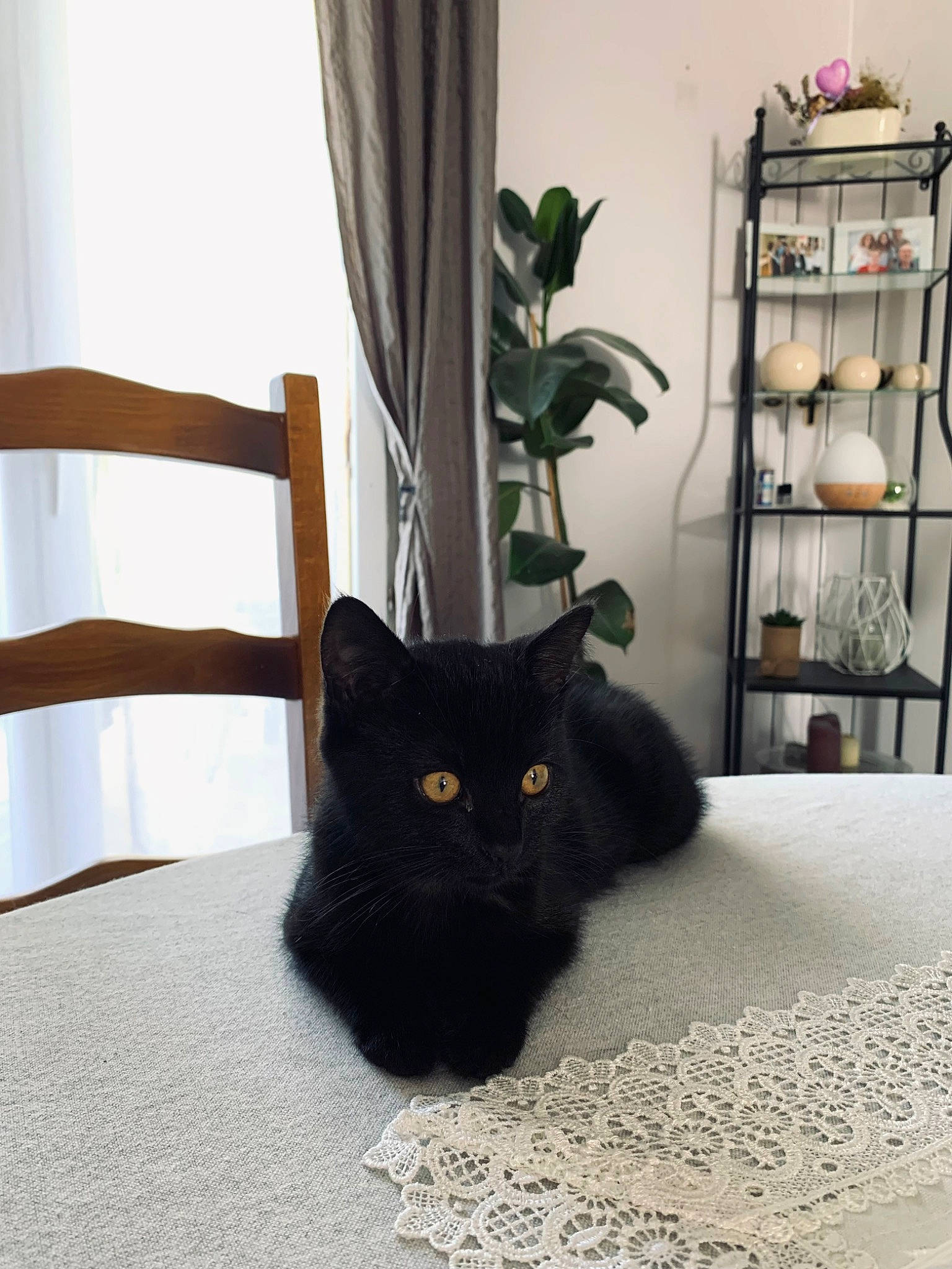 Sirius participe au concours pour gagner de l'argent avec cette photo : bombay, carnivore, cat, comfort, curtain, felidae, floor, flooring, flowerpot, grey, houseplant, interior_design, linens, plant, small_to_medium_sized_cats, tail, textile, whiskers, window, wood