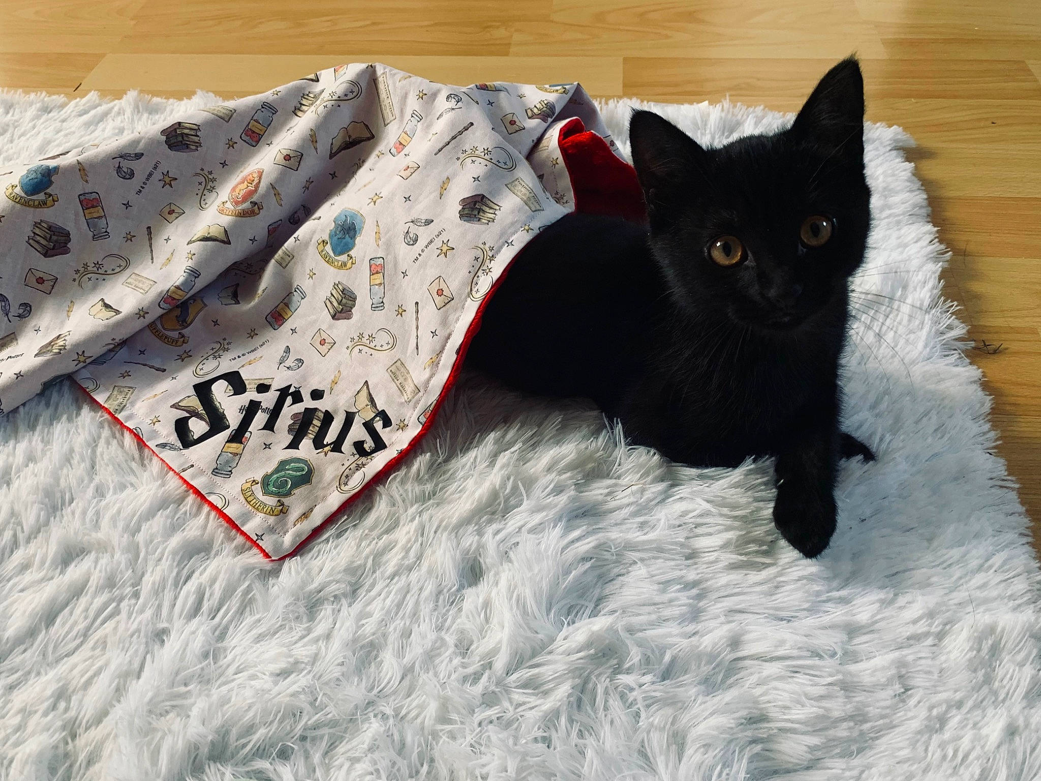 Sirius a rejoint le concours — aidez-le/la à gagner de superbes lots ! black_cat, carnivore, cat, cat_furniture, cat_supply, comfort, domestic_short_haired_cat, felidae, font, fur, grey, linens, pattern, paw, pet_supply, sleeve, small_to_medium_sized_cats, snout, tail, whiskers