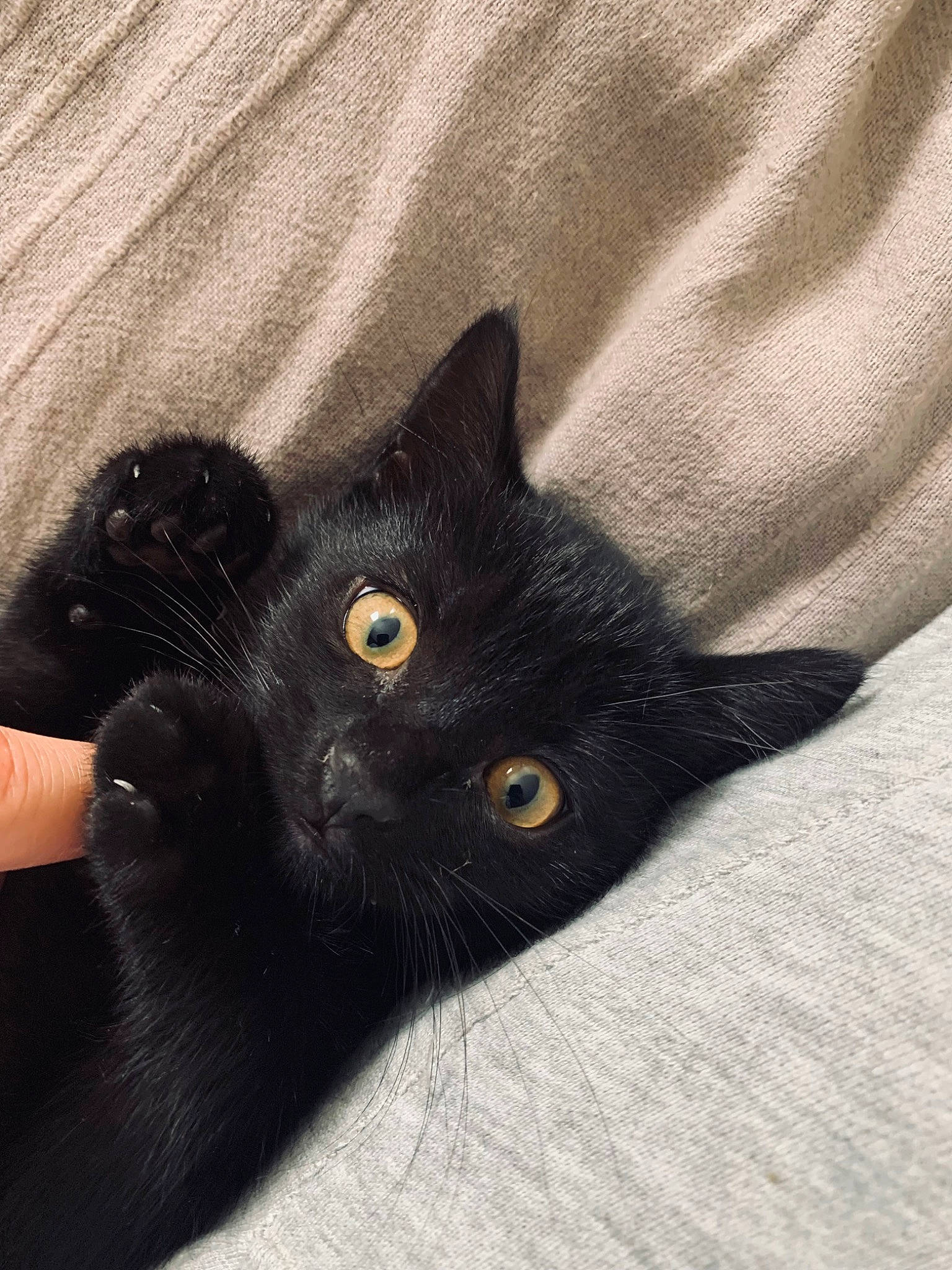 Sirius participe au concours pour gagner de l'argent avec cette photo : black_cat, bombay, carnivore, cat, comfort, domestic_short_haired_cat, felidae, fur, gesture, grey, head, sleeve, small_to_medium_sized_cats, snout, tail, whiskers