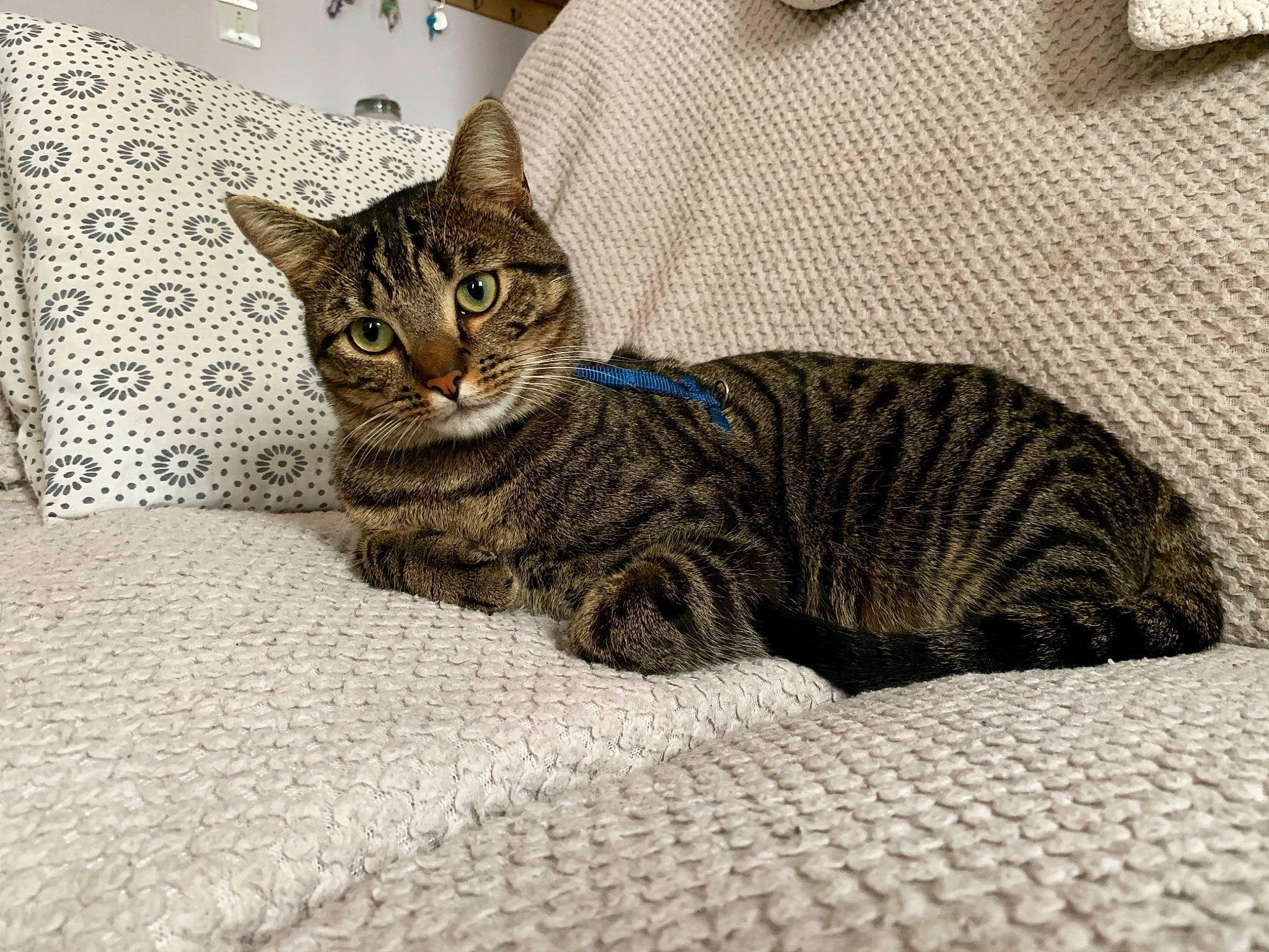 Pepito participe au concours pour gagner de l'argent avec cette photo : carnivore, cat, cat_supply, comfort, domestic_short_haired_cat, felidae, flooring, fur, grey, sitting, small_to_medium_sized_cats, snout, tail, terrestrial_animal, whiskers