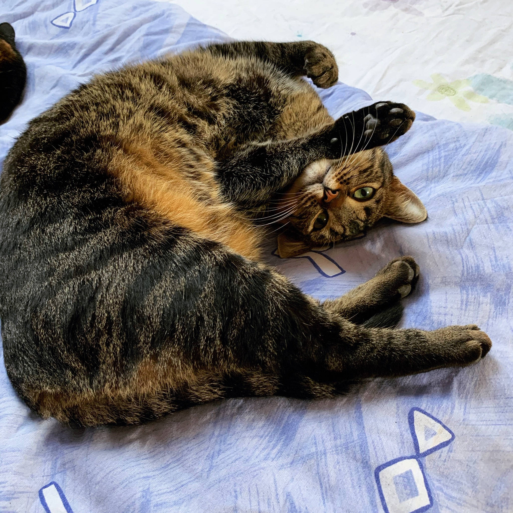 Pepito a rejoint le concours — aidez-le/la à gagner de superbes lots ! brown, carnivore, cat, claw, comfort, dog_breed, domestic_short_haired_cat, felidae, foot, fur, nap, paw, sleep, small_to_medium_sized_cats, snout, tableware, tail, terrestrial_animal, whiskers, wildlife