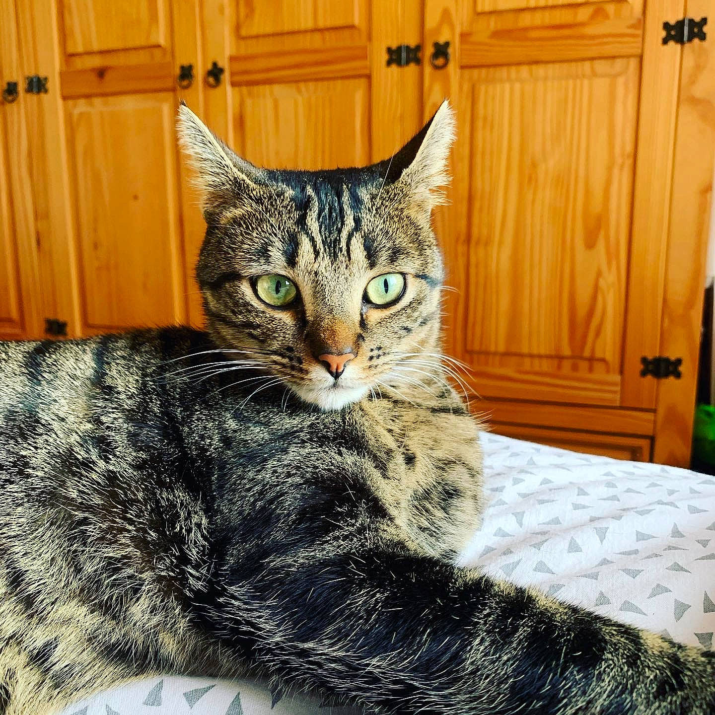 Pepito a rejoint le concours — aidez-le/la à gagner de superbes lots ! cabinetry, carnivore, cat, cat_supply, claw, comfort, domestic_short_haired_cat, door, felidae, fur, home_door, paw, sitting, small_to_medium_sized_cats, snout, tail, terrestrial_animal, tree, whiskers, wood