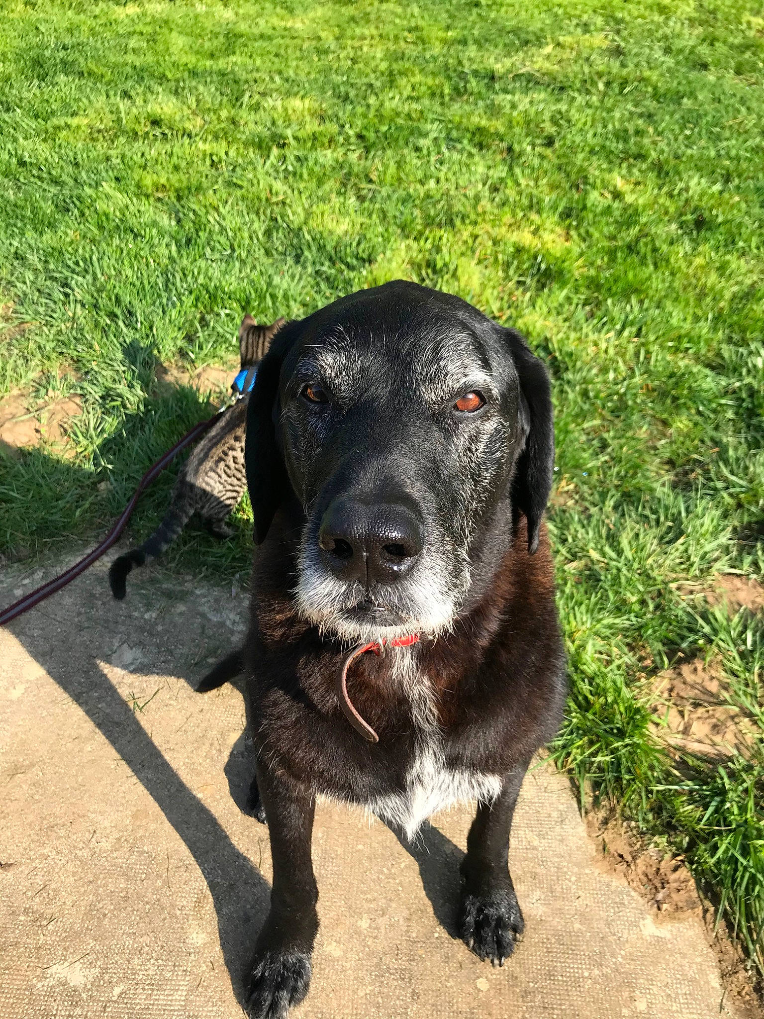 Falco participe au concours pour gagner de l'argent avec cette photo : borador, canidae, carnivore, companion_dog, dog, dog_breed, grass, hunting_dog, labrador_retriever, mammal, patterdale_terrier, plott_hound, pointing_breed, rare_breed_dog, retriever, snout, sporting_group, tail