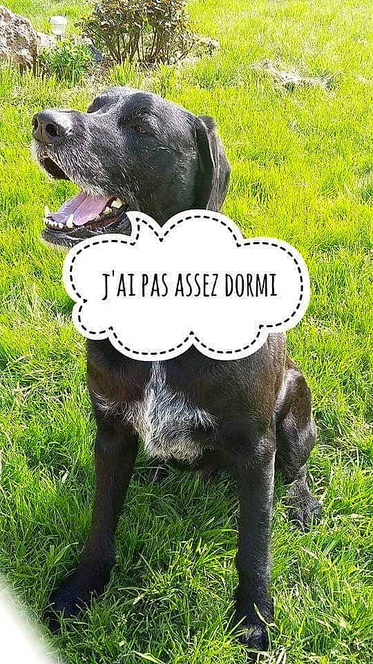 Falco participe au concours pour gagner de l'argent avec cette photo : canidae, carnivore, dog, dog_breed, german_shorthaired_pointer, hunting_dog, labrador_retriever, mammal, pointer, pointing_breed, snout, sporting_group, vertebrate, weimaraner