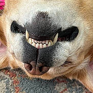 Stella joined the competition — help win amazing prizes! animal, canine, carpet, close_up, cute, dog, fur, indoor, light_brown_fur, muzzle, nose, pet, playful, relaxed, sleeping, smile, teeth, tongue_hidden, upside_down, whiskers