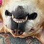 animal, canine, carpet, close_up, cute, dog, fur, indoor, light_brown_fur, muzzle, nose, pet, playful, relaxed, sleeping, smile, teeth, tongue_hidden, upside_down, whiskers
