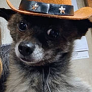Macey joined the competition — help win amazing prizes! dog, cowboy_hat, pet, indoor, close_up, cute, fur, animal, small_dog, brown, black, white, ears, nose, eyes, chin, portrait, hat_band, leash, background