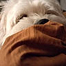 dog, white, fluffy, nose, blanket, indoor, cozy, shy, pet, animal, fur, cute, closeup, soft, resting, hidden, background, home, sleepy, warm