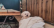 Buddy participe au concours pour gagner de l'argent avec cette photo : dog, white_dog, blanket, bench, wooden_bench, wooden_fence, umbrella, outdoor, patio, table, decorative_lights, cozy, pet, fur, small_dog, resting, relaxing, daylight, floor, iron_legs