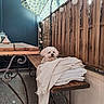 dog, white_dog, blanket, bench, wooden_bench, wooden_fence, umbrella, outdoor, patio, table, decorative_lights, cozy, pet, fur, small_dog, resting, relaxing, daylight, floor, iron_legs
