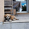 Buddy a rejoint le concours — aidez-le/la à gagner de superbes lots ! clouds, daytime, dog, furry, glass_door, home, outdoor, pet, plastic_cover, porch, puppy, reflection, relaxed, resting, sky, steps, table, tile_floor, wooden_chair, young_dog