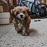 Buddy participe au concours pour gagner de l'argent avec cette photo : animal, bicycle, collar, container, curious, cute, daylight, decor, dog, floor, fur, home, leisure, outdoor, pet, plant, playful, puppy, small, walking