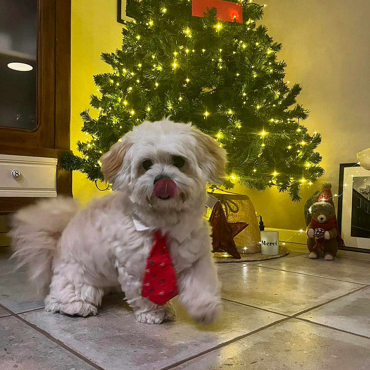 Buddy