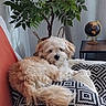 dog, fluffy, couch, pillow, patterned_pillow, plant, indoor, home_decor, globe, table, relaxed, pet, fur, living_room, cozy, orange_couch, curtains, small_dog, resting, domestic_animal