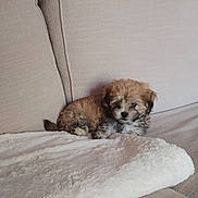 Buddy participe au concours pour gagner de l'argent avec cette photo : animal, beige, blanket, couch, cozy, cute, dog, fluffy, furniture, home, indoor, living_room, pet, puppy, relaxing, resting, sleepy, small_dog, soft, young_dog