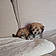 Buddy