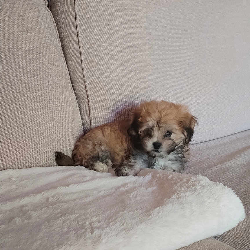 Buddy