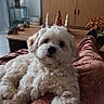 dog, white_dog, fluffy, pet, living_room, blanket, cozy, relaxed, furniture, television, amazon_prime, decor, wooden_table, plant, candles, couch, home_interior, indoor, resting, canine