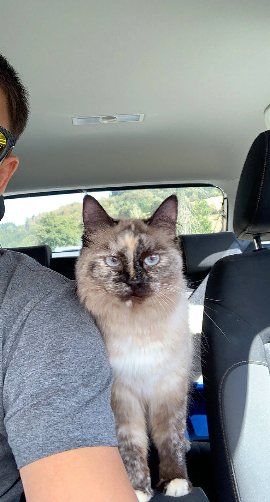 Ora participe au concours pour gagner de l'argent avec cette photo : birman, carnivore, cat, comfort, eyewear, fawn, felidae, fur, goggles, motor_vehicle, siamese, small_to_medium_sized_cats, snout, sunglasses, tail, thai, vertebrate, whiskers, window, windshield