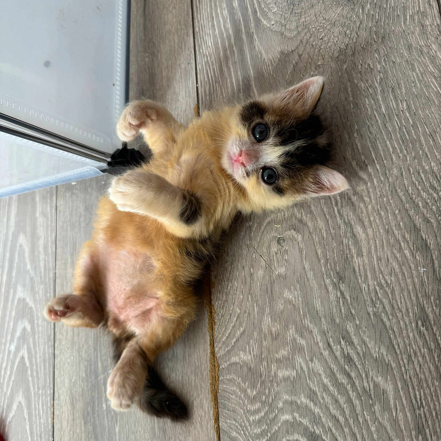 Gourmand a rejoint le concours — aidez-le/la à gagner de superbes lots ! abyssinian, accessories, animal, canine, cat, fox, hardwood, indoors, interiordesign, kitfox, kitten, leash, manx, pet, plywood, siamese, stainedwood, strap, wood