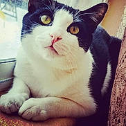 Oreo is registered to the contest to win money with this photo: animal, black_and_white, cat, close_up, curtain, cute, domestic_cat, feline, fur, indoor, looking_up, pet, pink_nose, portrait, relaxed, resting, soft_light, whiskers, window, yellow_eyes