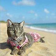 Ashley joined the competition — help win amazing prizes! animal, beach, blue_sky, cat, closeup, collar, feline, gray_tabby, heart_tag, nature, ocean, outdoor, pet_accessory, pink_clothing, portrait, relaxed, sand, summer, sunny, vacation