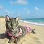 animal, beach, blue_sky, cat, closeup, collar, feline, gray_tabby, heart_tag, nature, ocean, outdoor, pet_accessory, pink_clothing, portrait, relaxed, sand, summer, sunny, vacation