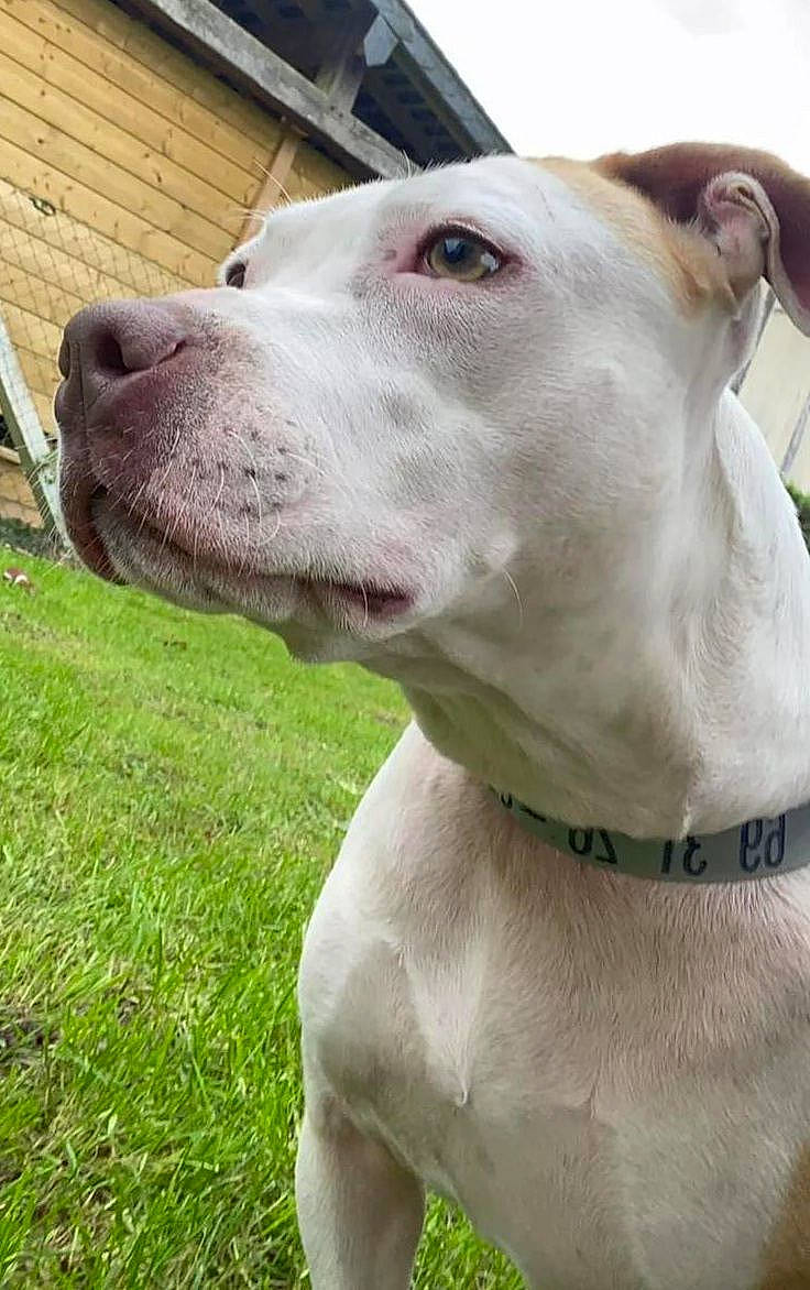 Saga a rejoint le concours — aidez-le/la à gagner de superbes lots ! canidae, carnivore, collar, companion_dog, dog, dog_breed, dog_collar, fashion_accessory, fawn, grass, hunting_dog, liver, non_sporting_group, pet_supply, snout, sporting_group, terrestrial_animal, whiskers, working_animal, working_dog