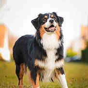 Seiya a rejoint le concours — aidez-le/la à gagner de superbes lots ! dog, animal, outdoor, grass, happy, tri_color, fur, pet, canine, nature, tongue_out, standing, mammal, friendly, portrait, playful, field, daylight, ears, cute