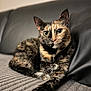 cat, tortoiseshell_cat, pet, animal, feline, indoor, couch, blanket, fur, whiskers, ears, eyes, relaxed, lying_down, close_up, texture, home, comfortable, soft, portrait