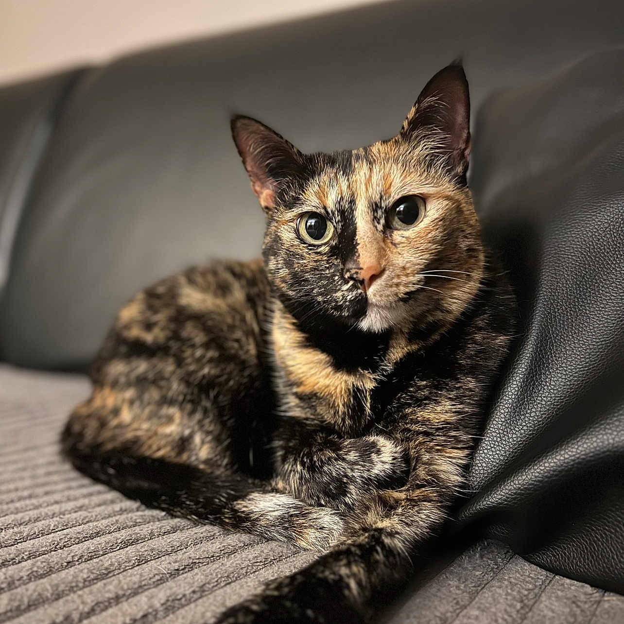 Praline a rejoint le concours — aidez-le/la à gagner de superbes lots ! animal, blanket, cat, close_up, comfortable, couch, ears, eyes, feline, fur, home, indoor, lying_down, pet, portrait, relaxed, soft, texture, tortoiseshell_cat, whiskers