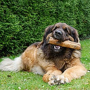 Tess a rejoint le concours — aidez-le/la à gagner de superbes lots ! dog, stick, grass, outdoor, pet, animal, canine, fur, nature, greenery, relaxed, playful, muzzle, paw, tongue, leaf, hedge, summer, garden, chewing