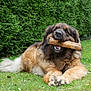 dog, stick, grass, outdoor, pet, animal, canine, fur, nature, greenery, relaxed, playful, muzzle, paw, tongue, leaf, hedge, summer, garden, chewing