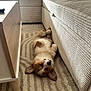 puppy, dog, sleeping, corgi, carpet, couch, table, indoor, pet, fur, cozy, resting, cute, animal, home, relaxation, comfort, small_dog, adorable, furniture
