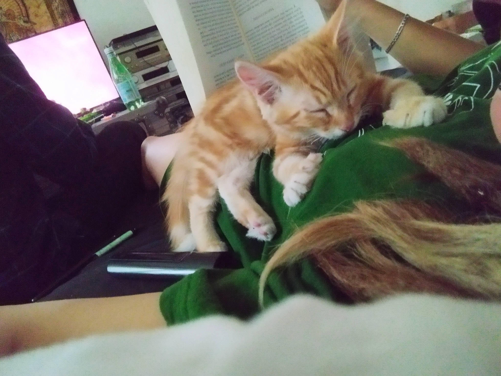 Samba participe au concours pour gagner de l'argent avec cette photo : carnivore, cat, comfort, companion_dog, computer, computer_keyboard, ear, electronic_device, fawn, felidae, gesture, human_leg, lap, long_hair, mammal, personal_computer, plant, small_to_medium_sized_cats, vertebrate, whiskers