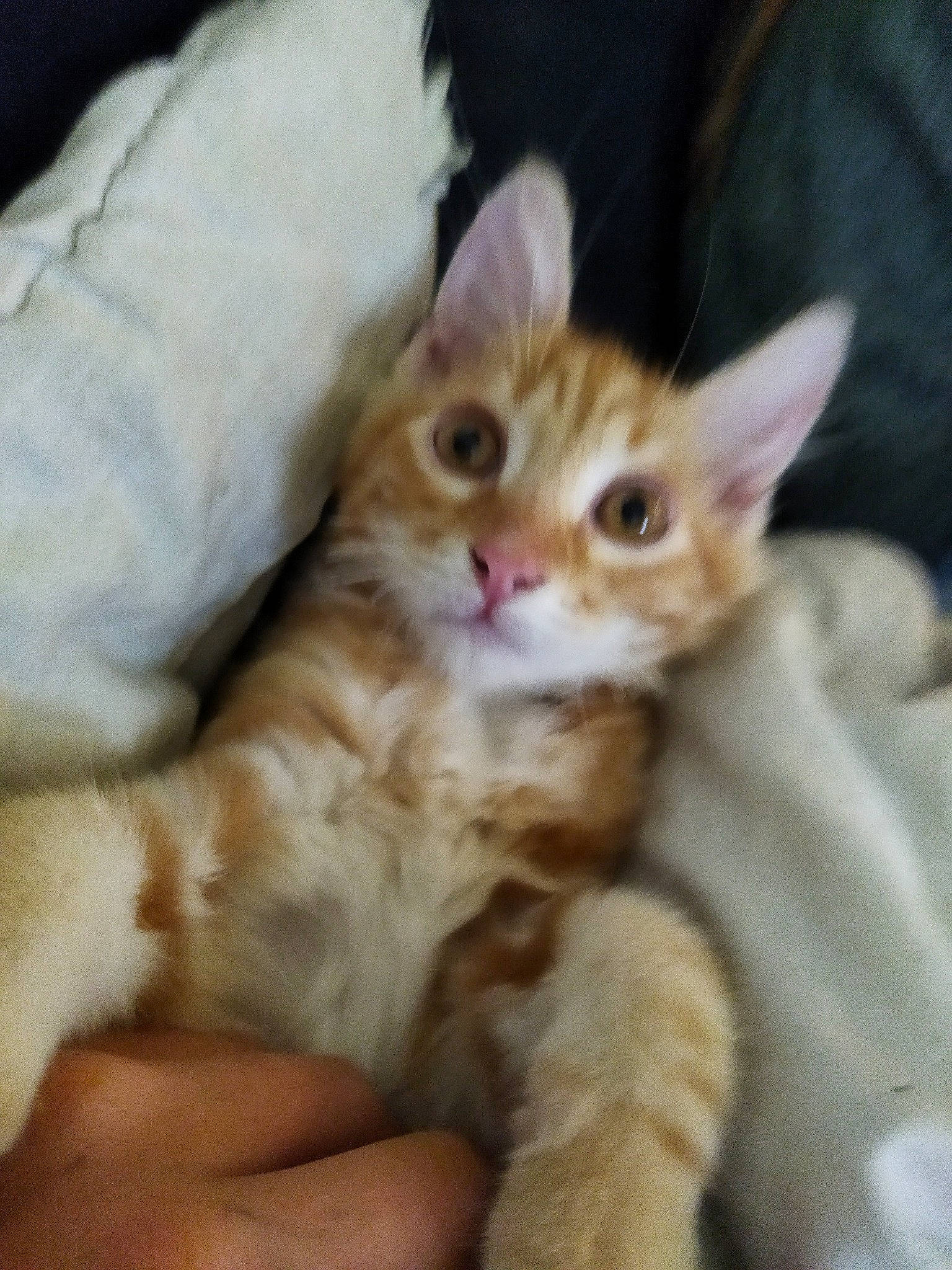 Samba participe au concours pour gagner de l'argent avec cette photo : carnivore, cat, claw, comfort, domestic_short_haired_cat, ear, eye, fawn, felidae, fur, paw, small_to_medium_sized_cats, snout, tail, whiskers