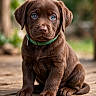 adorable, animal, blue_eyes, brown_fur, canine, close_up, collar, cute, dog, domestic_animal, furry, labrador, nature, outdoor, pet, portrait, puppy, sitting, wooden_deck, young_dog