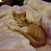 Lenny is registered to the contest to win money with this photo: kitten, cat, sleeping, orange_tabby, blanket, cozy, soft, fur, pet, animal, cute, nap, indoor, resting, small, adorable, warm, comfort, feline, peaceful
