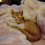 kitten, cat, sleeping, orange_tabby, blanket, cozy, soft, fur, pet, animal, cute, nap, indoor, resting, small, adorable, warm, comfort, feline, peaceful