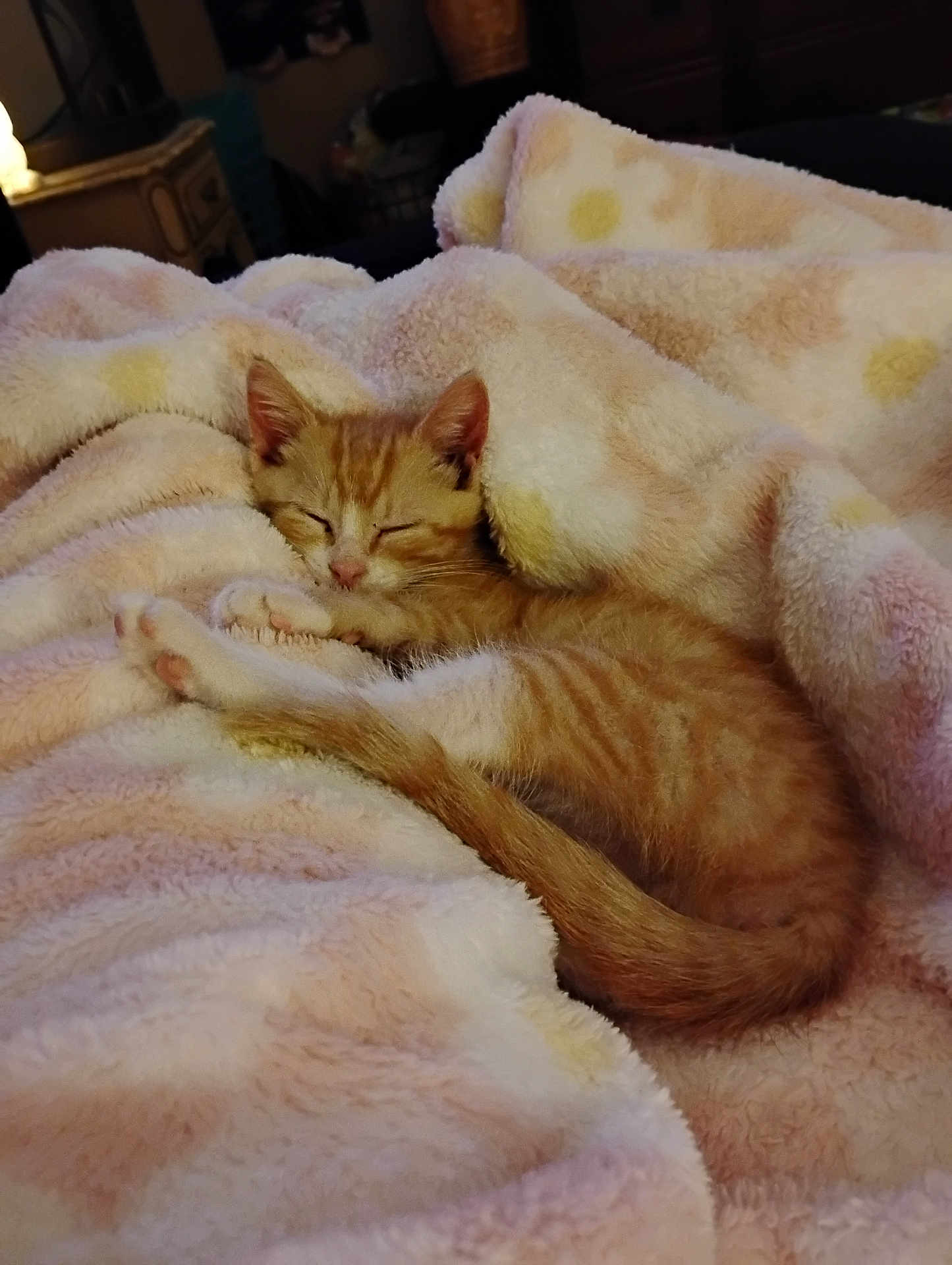 Lenny is registered to the contest to win money with this photo: kitten, cat, sleeping, orange_tabby, blanket, cozy, soft, fur, pet, animal, cute, nap, indoor, resting, small, adorable, warm, comfort, feline, peaceful