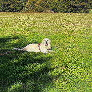 Semba participe au concours pour gagner de l'argent avec cette photo : dog, golden_retriever, grass, field, outdoor, nature, sunlight, trees, canine, pet, animal, greenery, sky, daytime, relaxed, lying_down, happy, leisure, summer, park