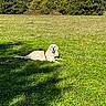 dog, golden_retriever, grass, field, outdoor, nature, sunlight, trees, canine, pet, animal, greenery, sky, daytime, relaxed, lying_down, happy, leisure, summer, park