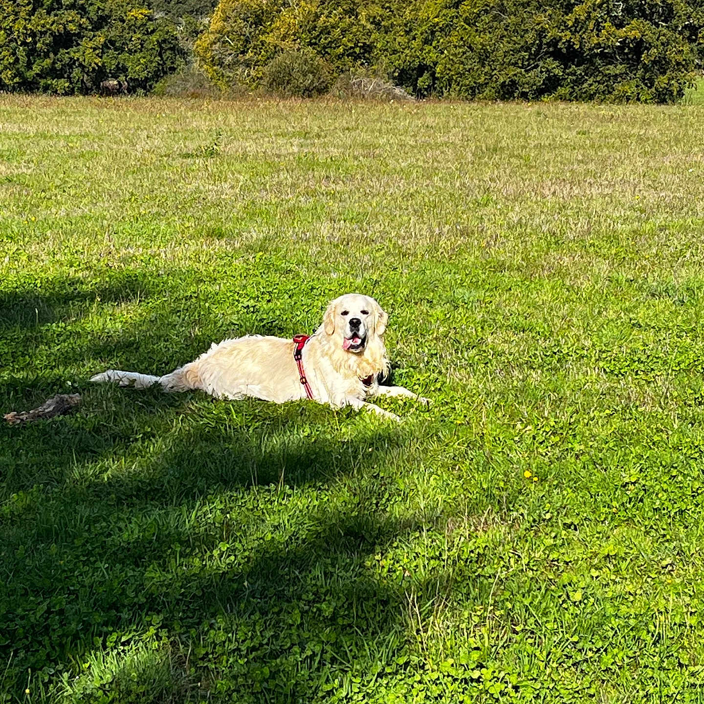 Semba participe au concours pour gagner de l'argent avec cette photo : dog, golden_retriever, grass, field, outdoor, nature, sunlight, trees, canine, pet, animal, greenery, sky, daytime, relaxed, lying_down, happy, leisure, summer, park