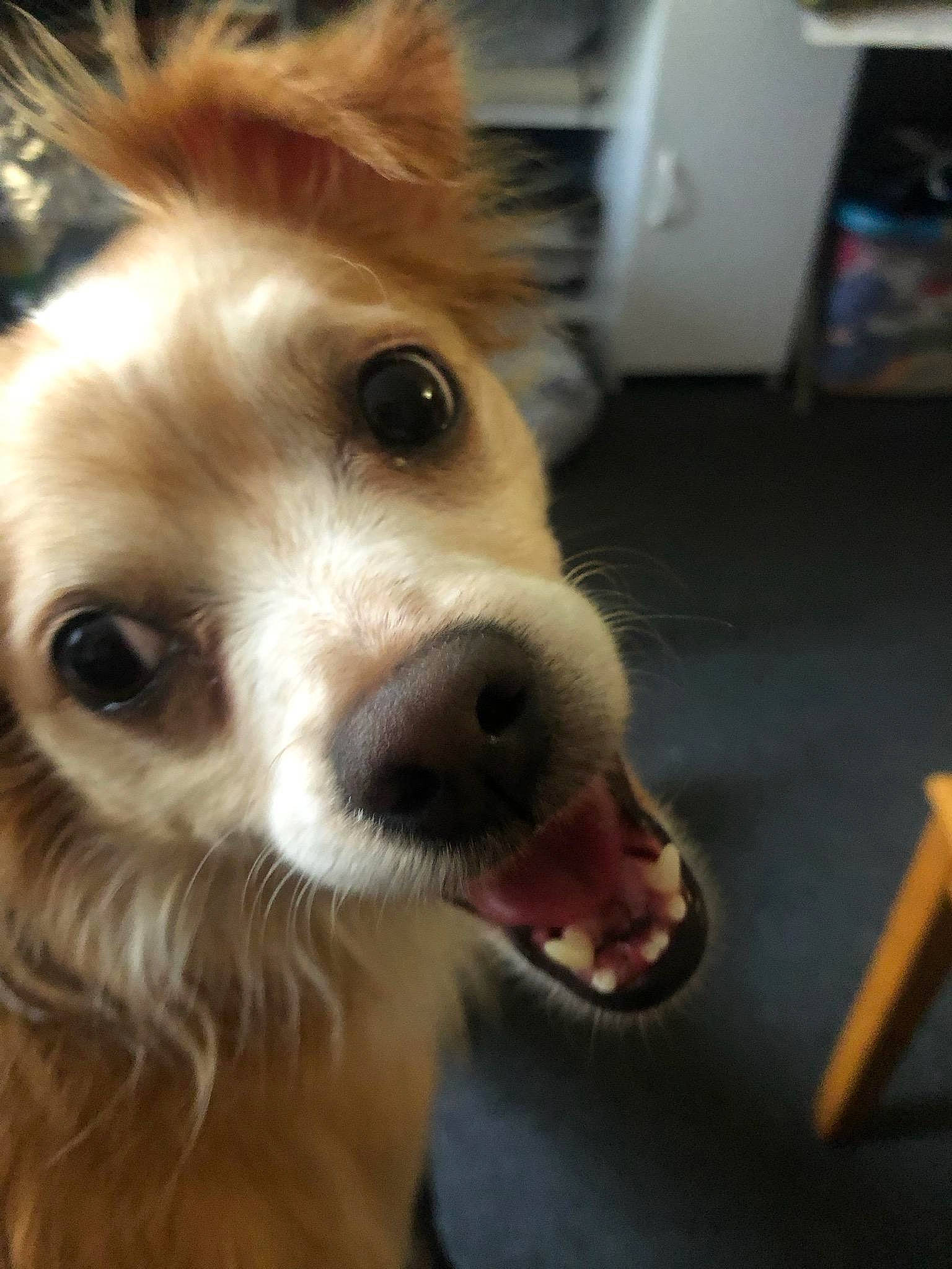 Tanner joined the competition — help win amazing prizes! carnivore, collar, companion_dog, dog, dog_breed, dog_collar, dog_supply, ear, fashion_accessory, fawn, fur, head, selfie, smile, snout, sporting_group, terrier, toy_dog, whiskers, working_animal