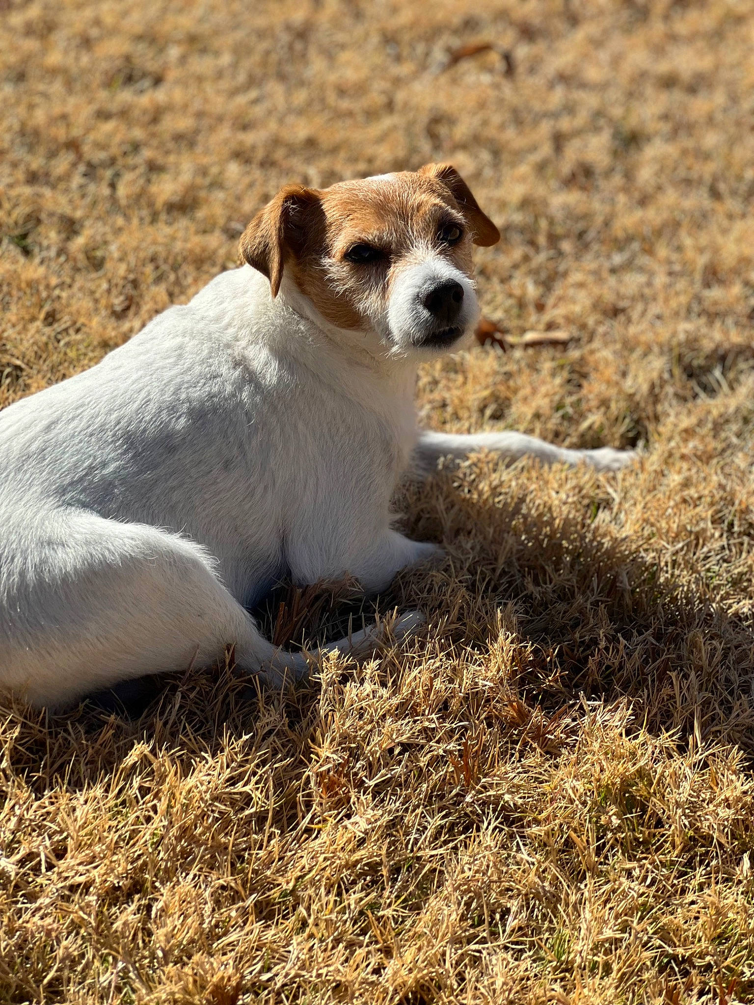 Daxter joined the competition — help win amazing prizes! canidae, carnivore, companion_dog, dog, dog_breed, ecoregion, fawn, field, grass, grassland, landscape, paw, prairie, snout, soil, sporting_group, terrestrial_animal, whiskers, wildlife, working_animal