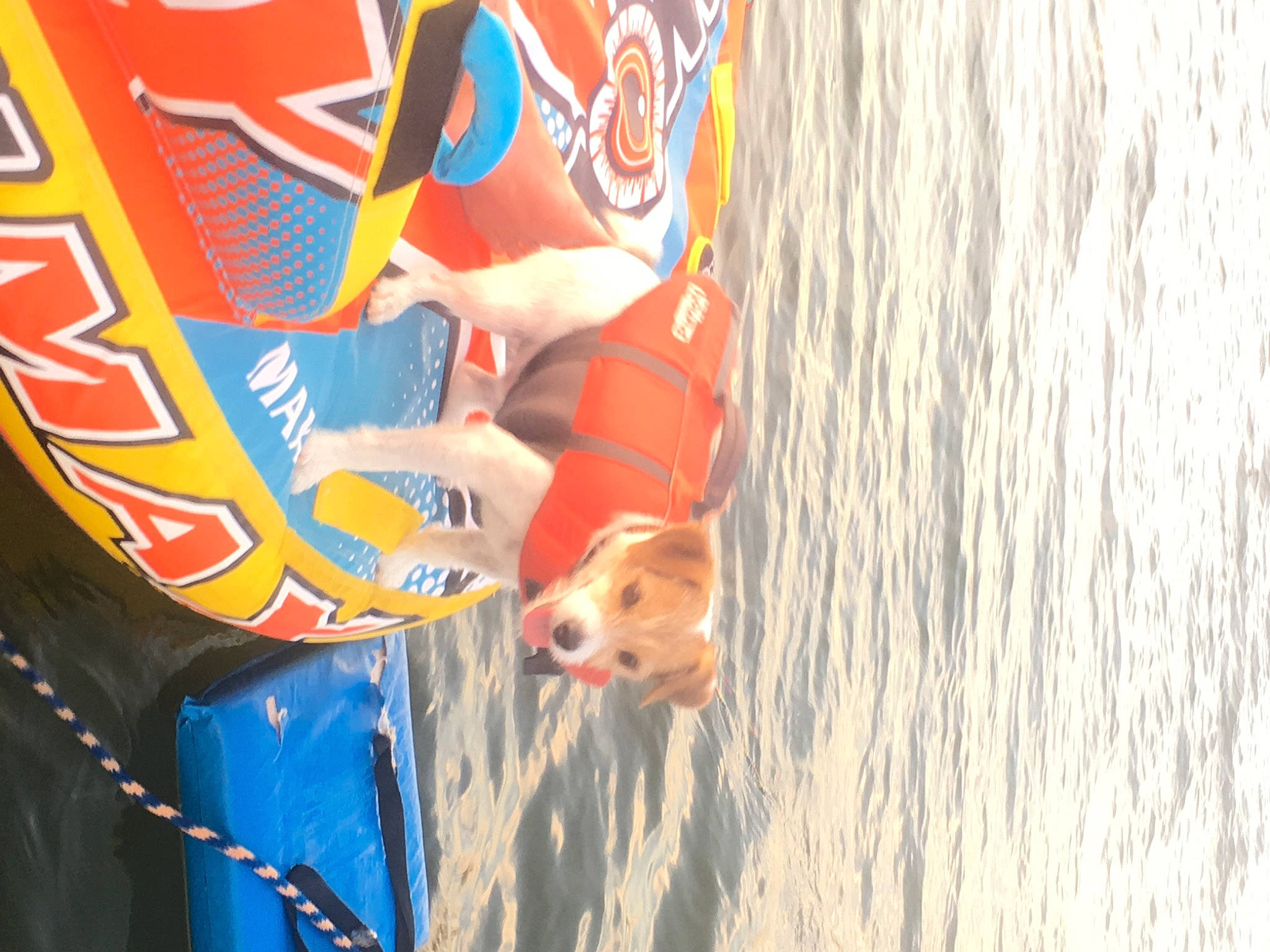 Daxter is registered to the contest to win money with this photo: adventure, advertising, art, automotive_exterior, canidae, carnivore, companion_dog, dog, dog_breed, fun, leisure, orange, personal_protective_equipment, public_event, recreation, sporting_group, water, wood, working_animal