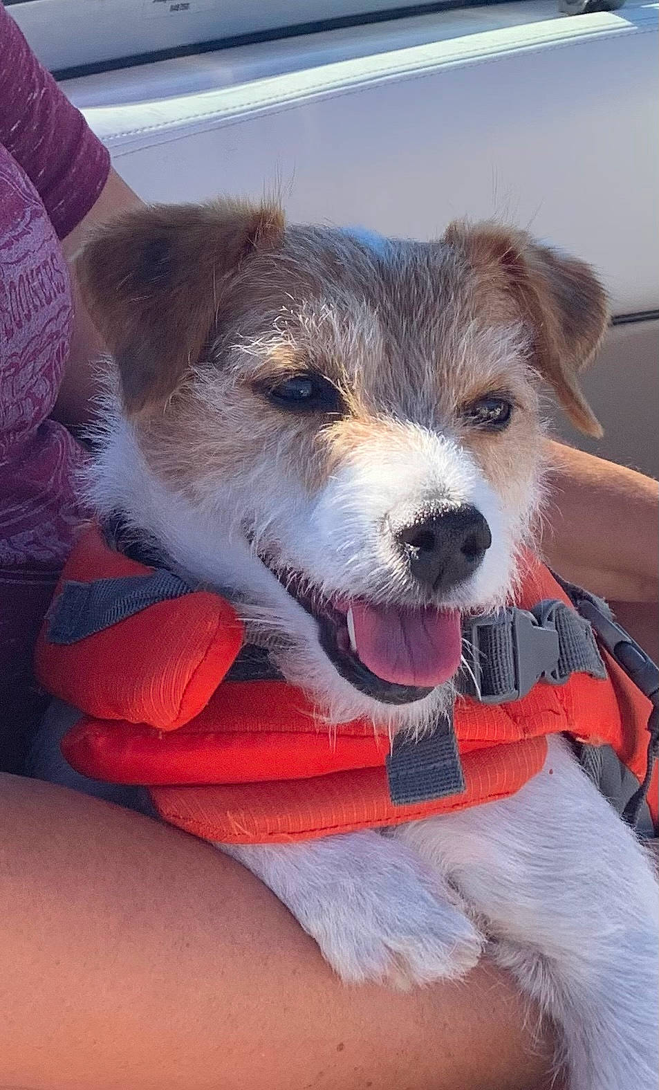 Daxter is registered to the contest to win money with this photo: canidae, carnivore, collar, companion_dog, dog, dog_breed, dog_clothes, dog_collar, dog_supply, fashion_accessory, fawn, fur, leash, puppy_love, small_terrier, sporting_group, terrier, toy_dog, whiskers, working_animal