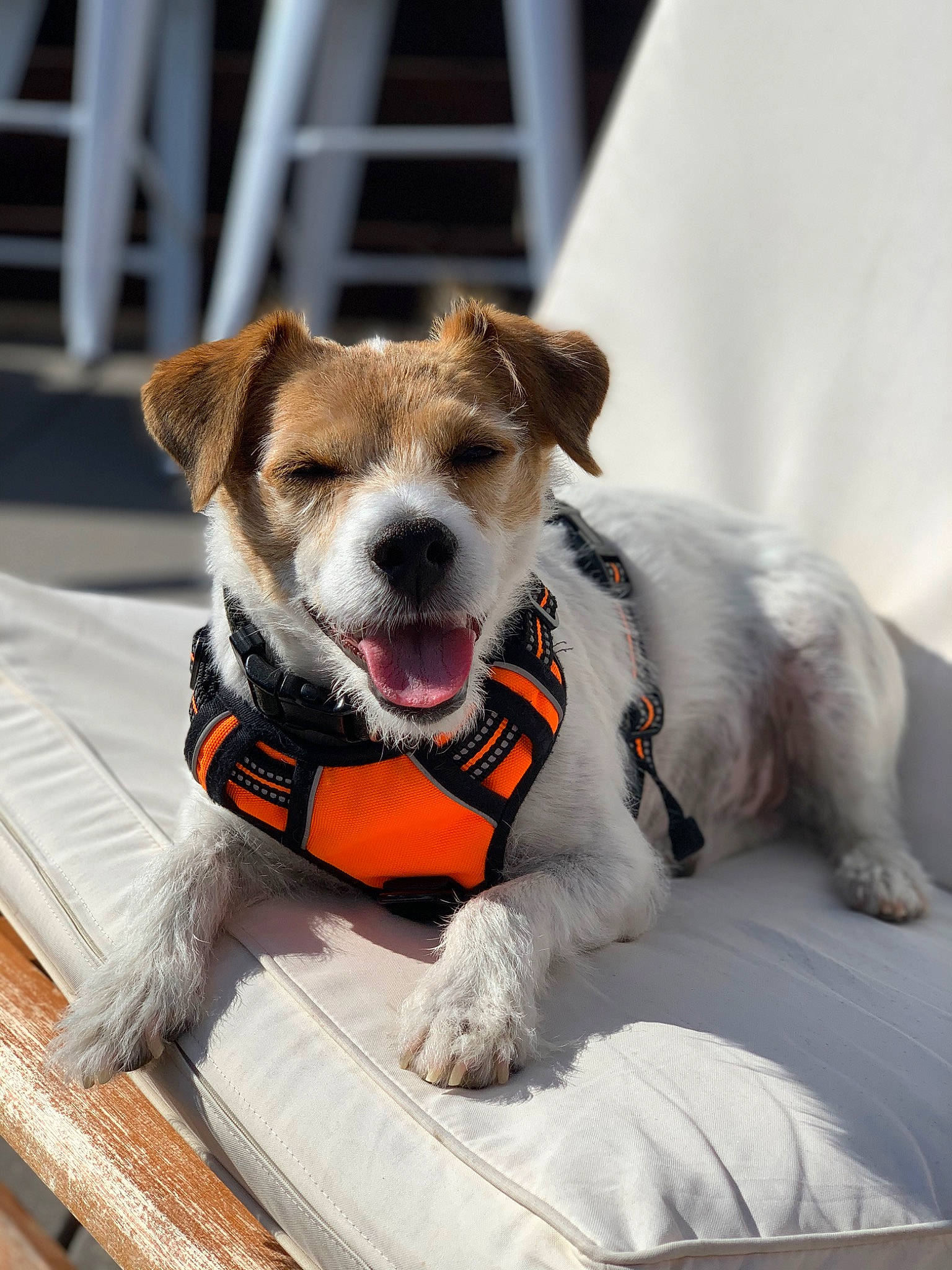 Daxter joined the competition — help win amazing prizes! bicycle_handlebar, carnivore, chair, collar, comfort, companion_dog, dog, dog_breed, dog_clothes, dog_collar, dog_supply, fashion_accessory, fawn, leash, outdoor_furniture, paw, pet_supply, snout, stuffed_toy, terrier