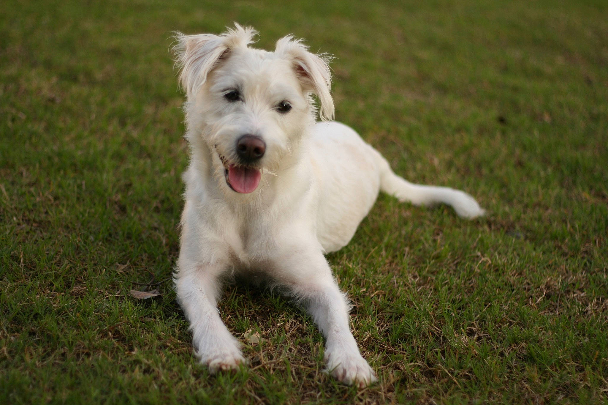 Domino joined the competition — help win amazing prizes! canidae, carnivore, companion_dog, dog, dog_breed, grass, lawn, non_sporting_group, poodle_crossbreed, schnauzer, small_terrier, sporting_group, tail, terrier, toy_dog, wire_hair_fox_terrier, working_animal